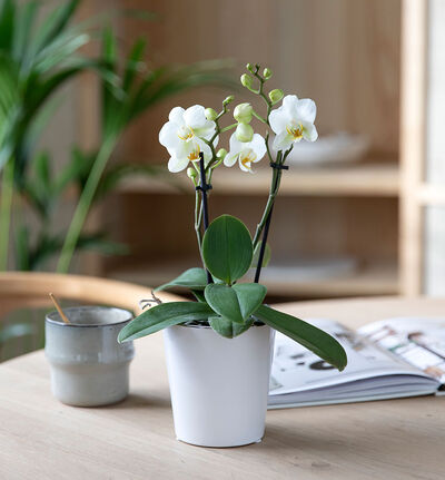 Hvit midi orkide i potte Hvit midi orkide i potte